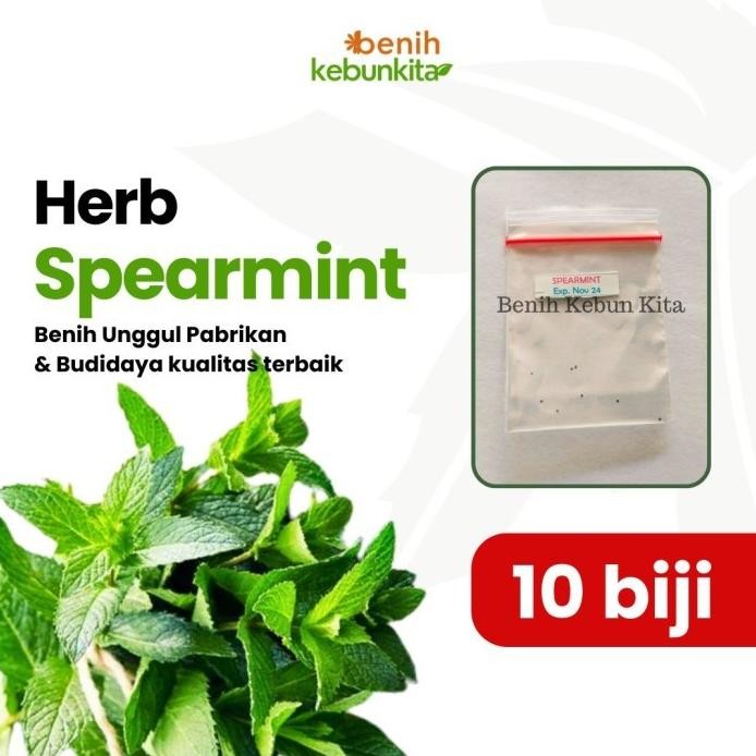

Terlaris Yuhh [Serbaduaribu]Benih/Bibit/Biji/Seed Daun Mint