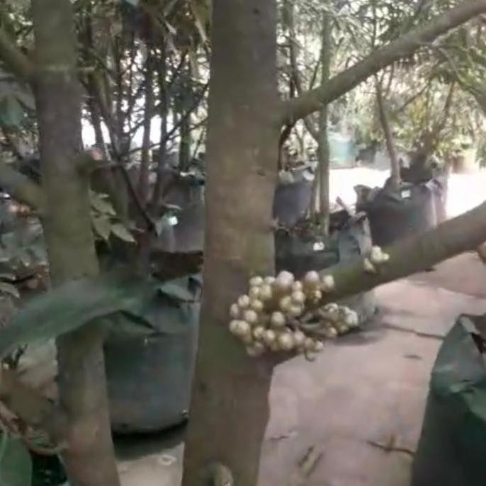 

Terlaris 5 Bibit Durian Musangking Berbunga Termasuk Ongkir