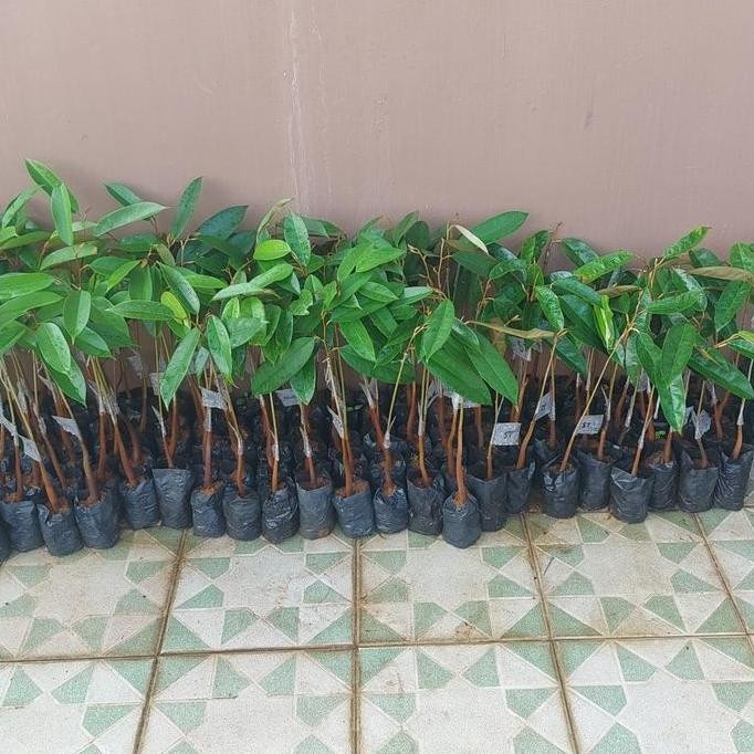 

Terlaris Bibit Durian Ochii( Duri Hitam ), Musang King, Super Tembaga, Bawor