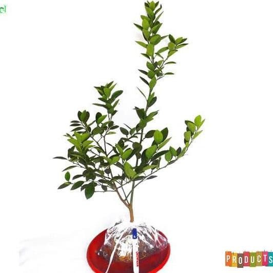 

Terlaris Bibit Tanaman Jeruk Nipis Tinggi 70 Cm Up