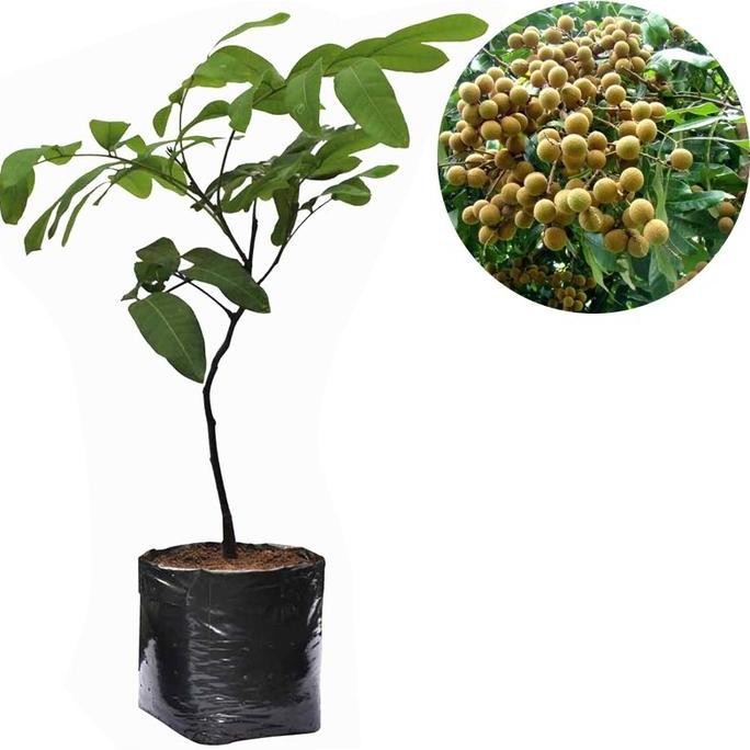 

Terlaris Bibit Kelengkeng Aroma Durian 40Cm