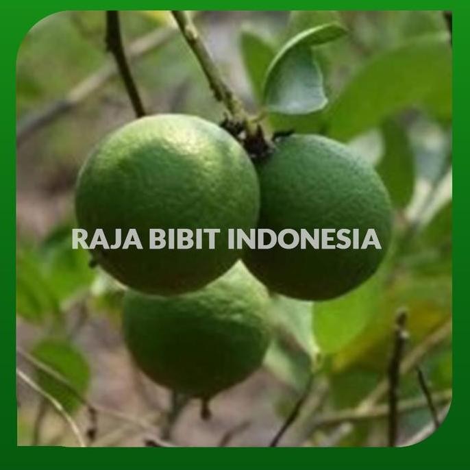 

Terlaris Bibit Jeruk Nipis Jumbo Cepat Berbuah