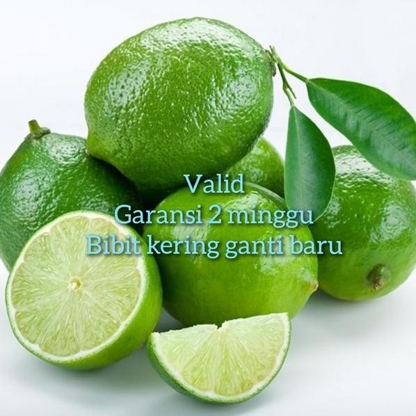 

Terlaris Bibit Jeruk Nipis Mudah Berbuah