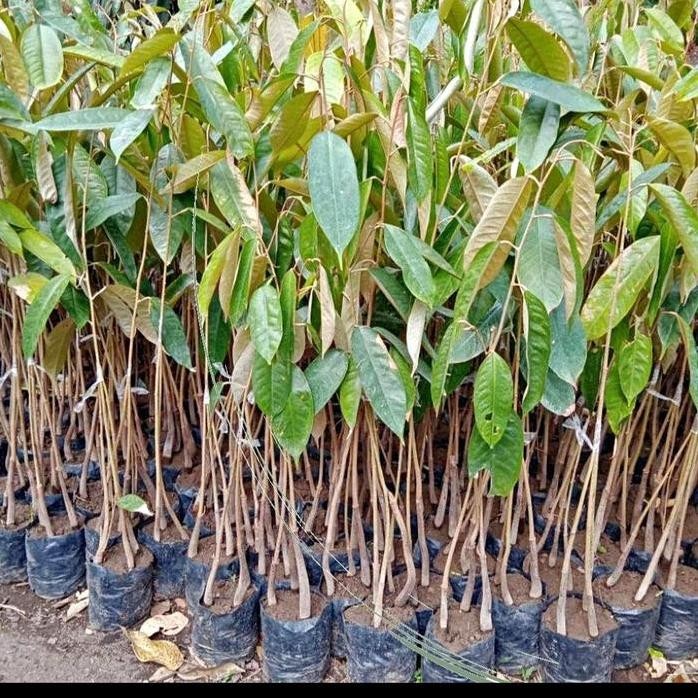

Terlaris Bibit Durian Musangking Kaki 3 Sedling Beli 5 Gratis 1