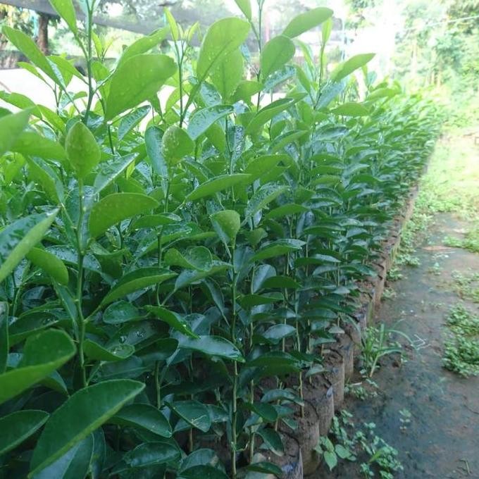 

Terlaris Hott Promo Super Subur Bibit Tanaman Jeruk Nipis