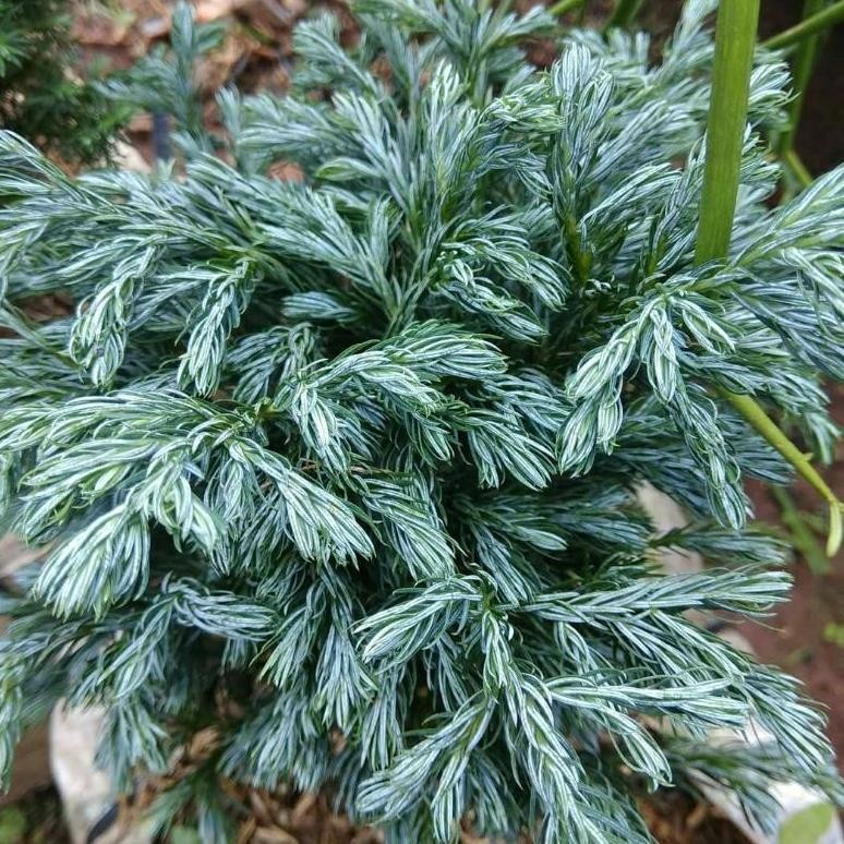 Aw89 Ter-46 ( Bisa Cod ) Termurah Tanaman Hias Cemara Perak Silver - Cemara Perak Silver - Tanaman H