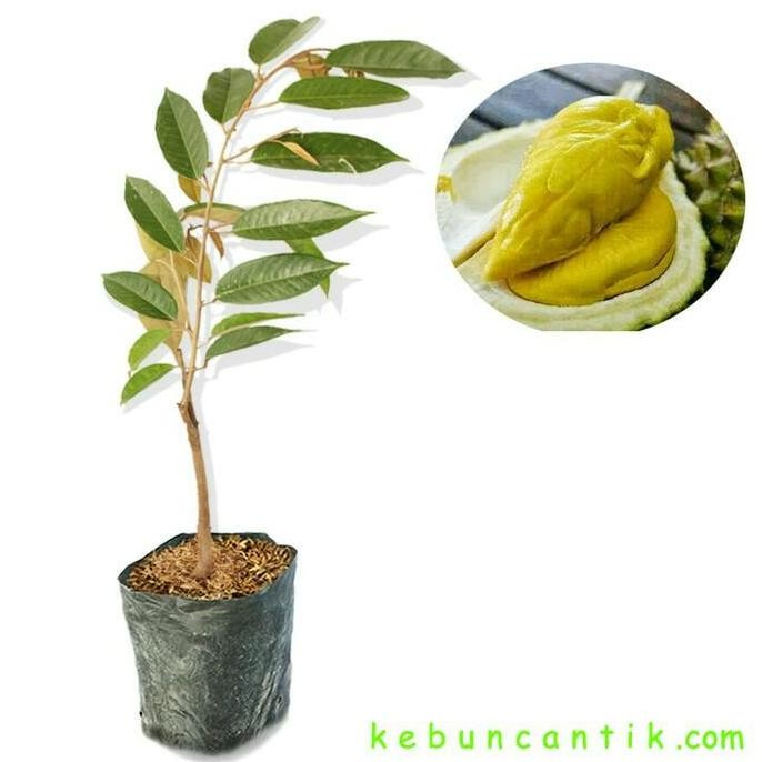 

Terlaris Bibit Durian Bawor Asli