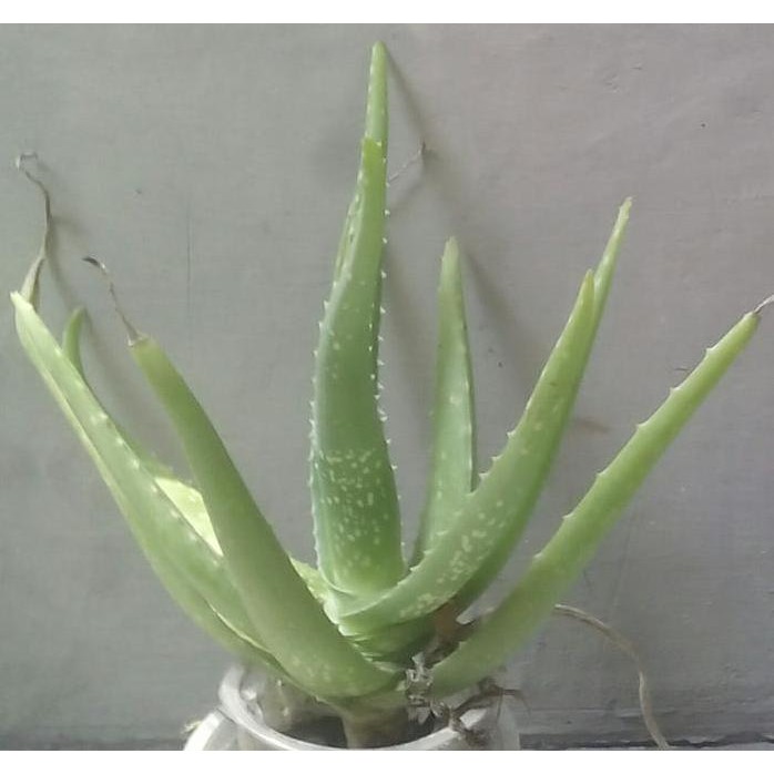 

Terlaris Bibit / Anakan Lidah Buaya