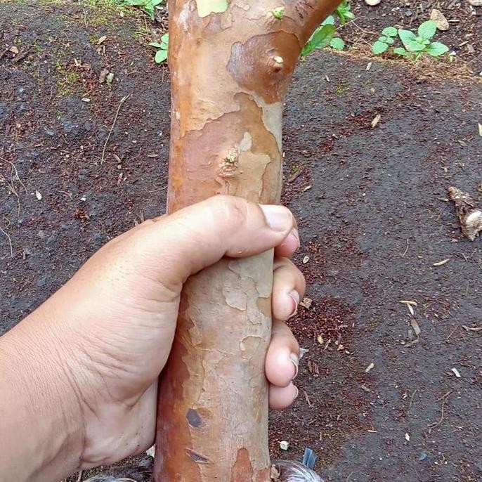 bibit cangkok Jambu kristal merah batang besar