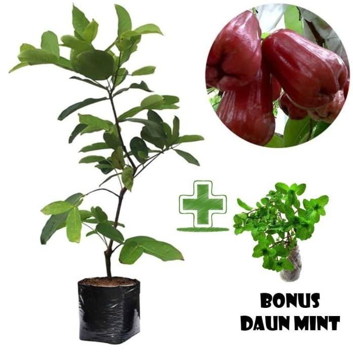 

Terlaris Tanaman Buah Jambu Air Citra Bonus Bibit Daun Mint Mantab