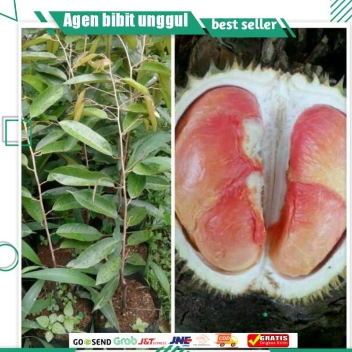 

Terlaris Bibit Durian Pelangi Super