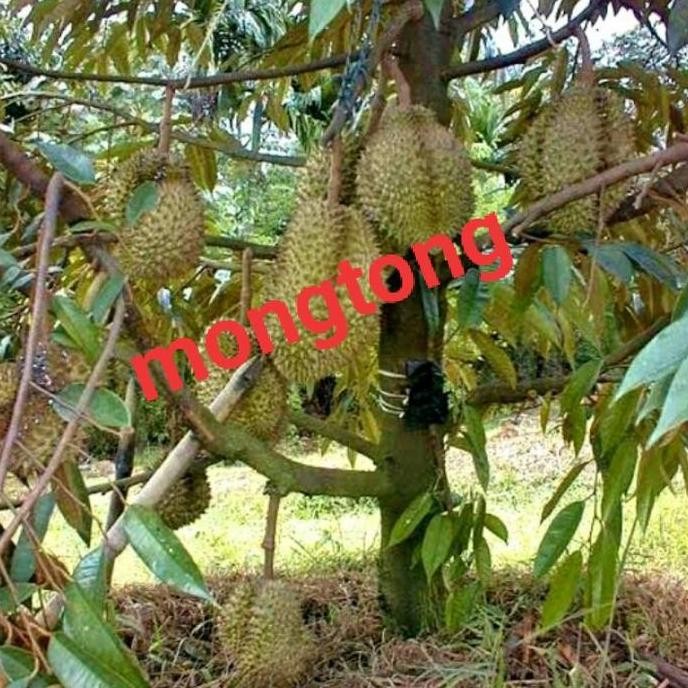 

Terlaris Bibit Tanaman Durian Montong Pohon Durian Montong Okulasi Cpat Berbuah