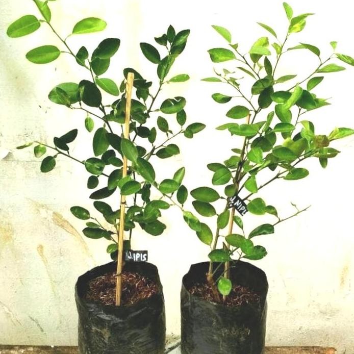 

Terlaris Bibit Pohon Jeruk Nipis