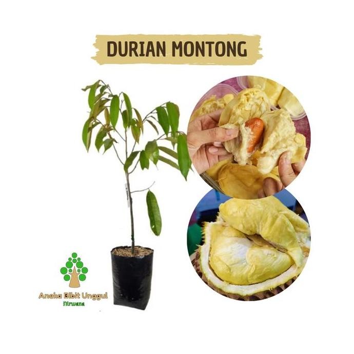 

Terlaris Bibit Durian Montong Okulasi Aneka Bibit Unggul