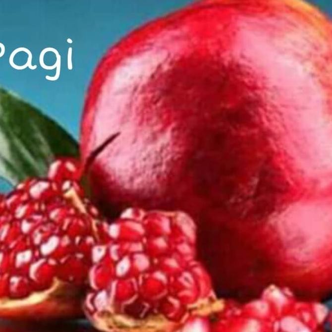 Terlaris Bibit Pohon Delima merah Jumbo daging lunak