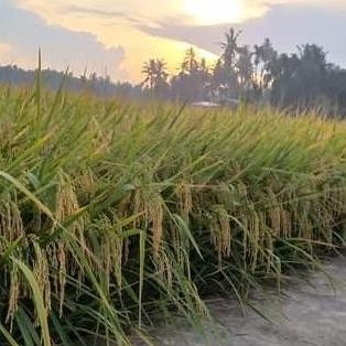 || BANANA / Benih bibit padi bima sakti kemasan 5kg original ||~~~