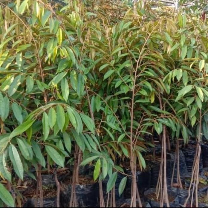 

Terlaris Bibit Tanaman / Pohon Buah Durian Musangking 1.5M Kaki Tiga(3) Murah