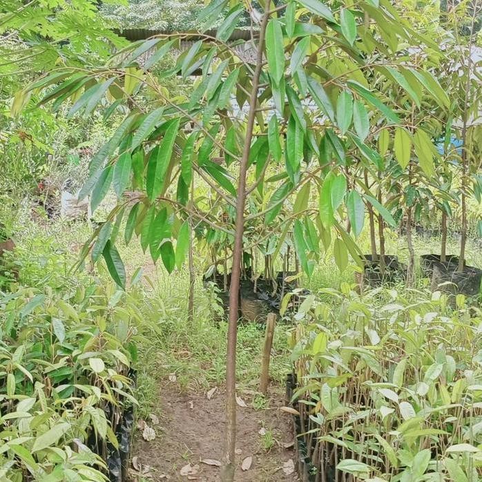 

Terlaris Bibit Durian Musang King 2M(4Tahun Siap Buah)