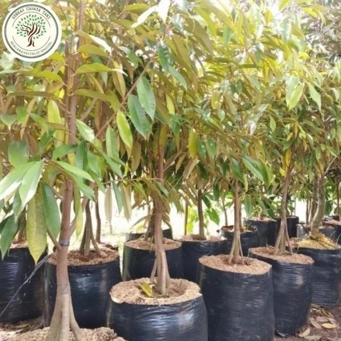 

Terlaris Bibit Tanaman Buah Durian Musangking Kaki 3 1 Meter , Pohon Durian