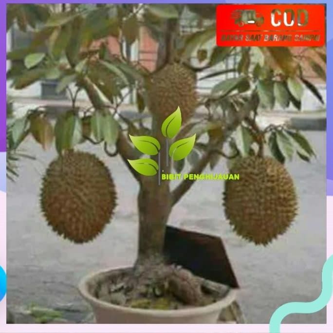 

Terlaris Bibit Buah Durian Montong Bisa Berbuah Dalam Pot (Bisa Tabulampot)
