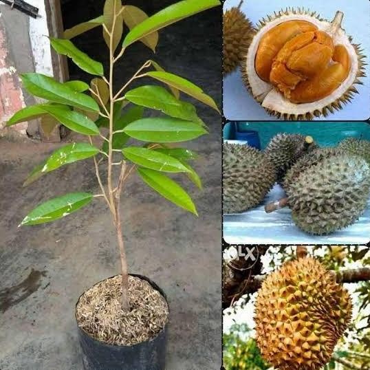 

Terlaris Bibit Durian Duri Hitam / Ochee
