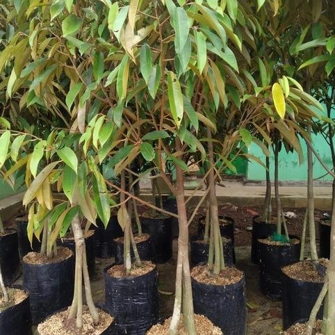 

Terlaris Bibit Durian Musangking Kaki 3 Tinggi 1 Meter Up - Durian Premium
