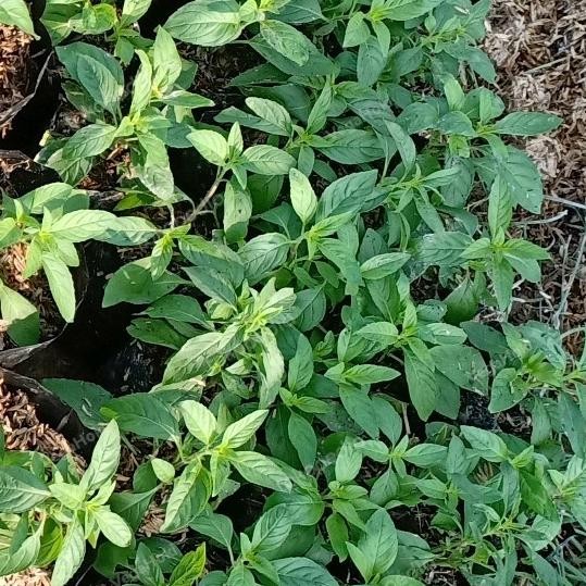 

Terlaris Menthol Mint Wild Bibit Tanaman Herbal Daun -Besar Eeee
