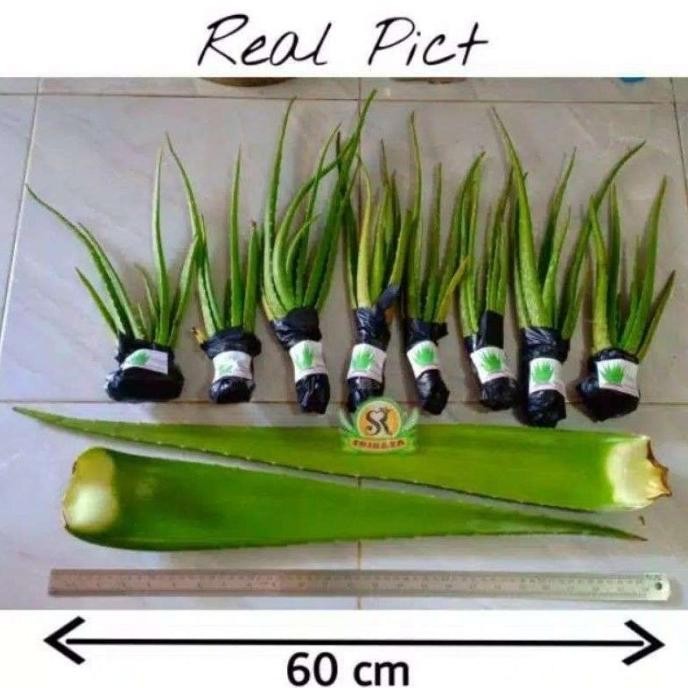 Terlaris Bibit Tanaman Lidah Buaya Jumbo ( Lidah Buaya Pontianak )