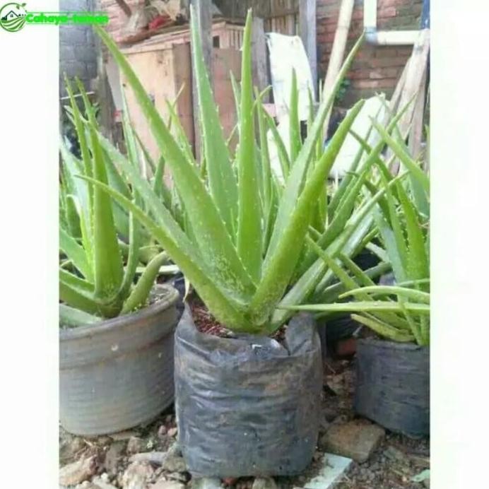 

Terlaris Bibit Tanaman Hias Lidah Buaya Jumbo Lidah Buaya Aloever Boygku 5783Bd
