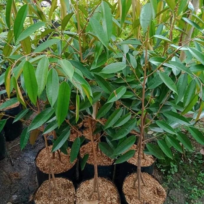 

Terlaris Bibit Tanaman Durian Duri Hitam Kaki 3 Unggul Super , Tinggi 75 Cm.