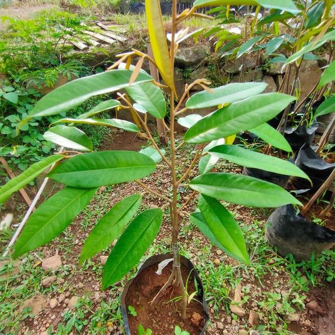 

Terlaris Bibit Tanaman Buah Durian Musang King Kaki Tiga Okulasi Sambung Pucuk