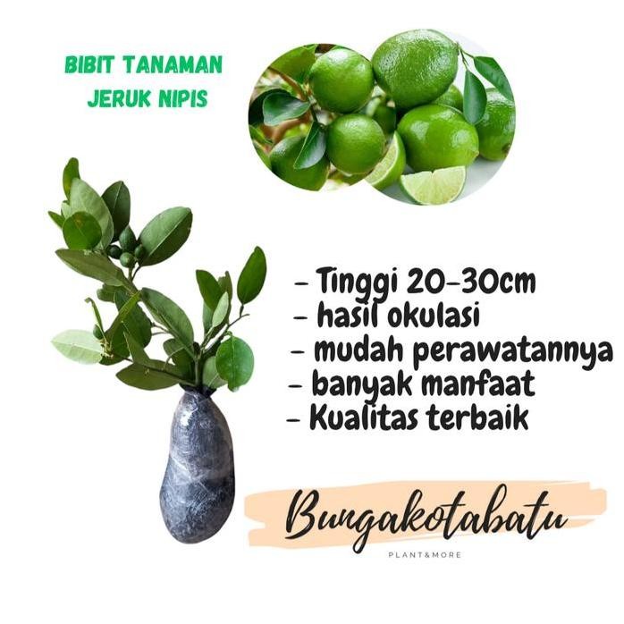 

Terlaris Bibit Tanaman Buah Jeruk Nipis