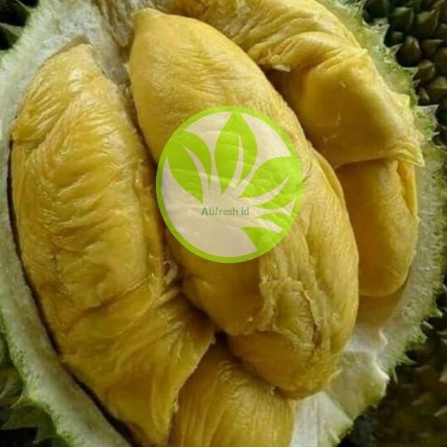 

Terlaris Bibit Pohon Durian Musangking Kaki 3 Bibit Buah Durian