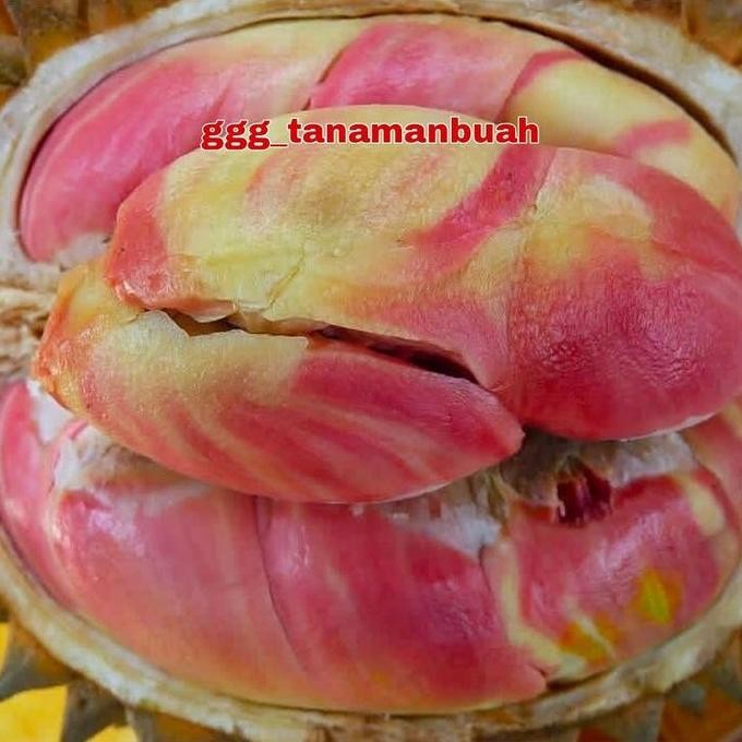 

Terlaris Bibit Durian Pelangi Okulasi Cepat Berbuah