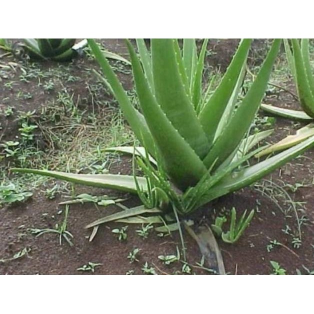 

Terlaris Bibit Tanaman Hias Lidah Buaya Jumbo Aloevera Asli Dan U Hxfwst 5517Zk