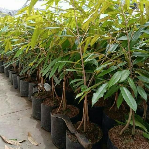 

Terlaris Bibit Buah Durian Kaki 3 Murah - Bebas Pilih Varietas - Bibit Okulasi