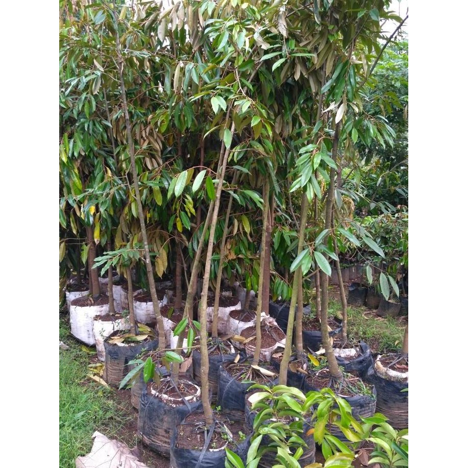 

Terlaris Bibit Tanaman Buah Durian Bawor