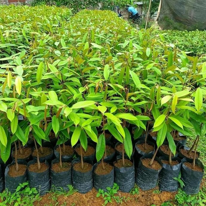 

Terlaris Benih Bibit Durian Duri Hitam Unggul - Tanaman Durian Black Thorn