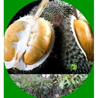 

Terlaris Bibit Durian Duri Hitam Kaki 3
