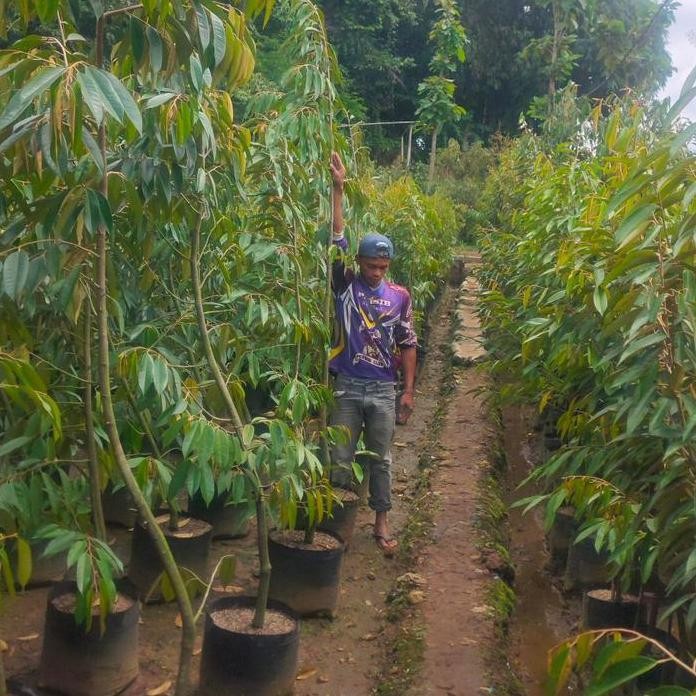 

Terlaris Bibit Durian Montong Tabulampot 2Mter Lebih