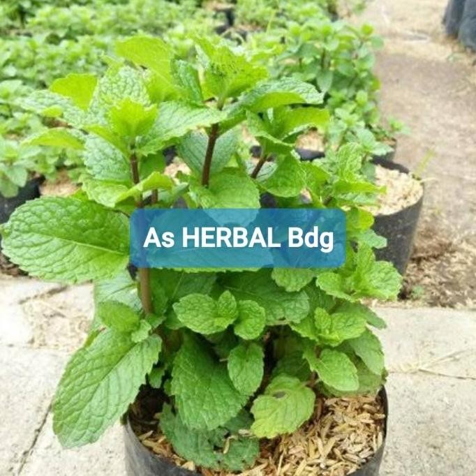 

Terlaris Jual Bibit Daun Mint Super
