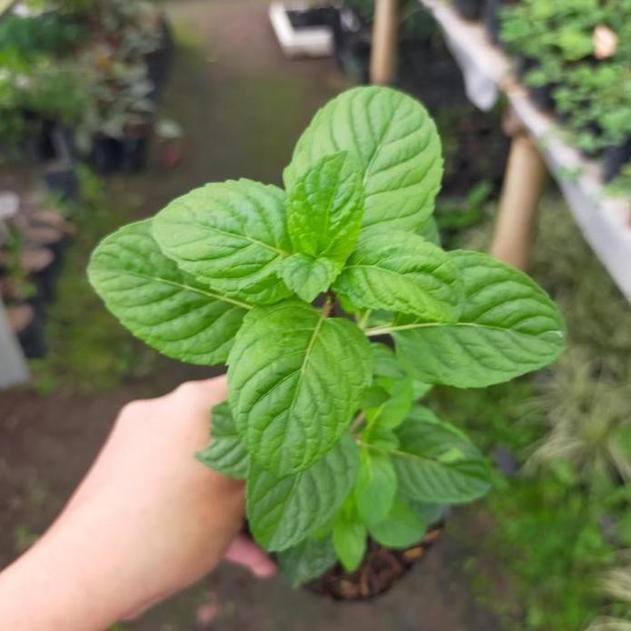 

Terlaris Bibit Tanaman Berry Mint/Berries Mint/Daun Mint