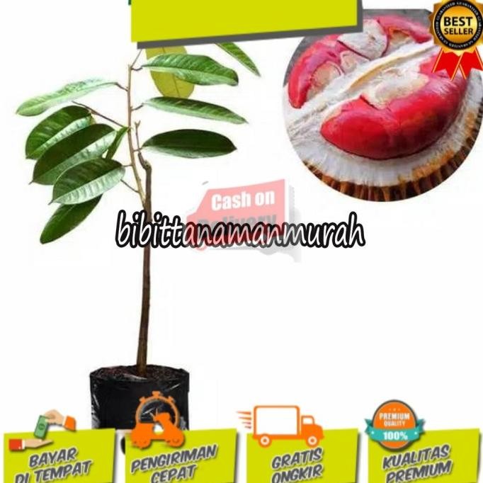 

Terlaris Bibit Durian Merah Unggul