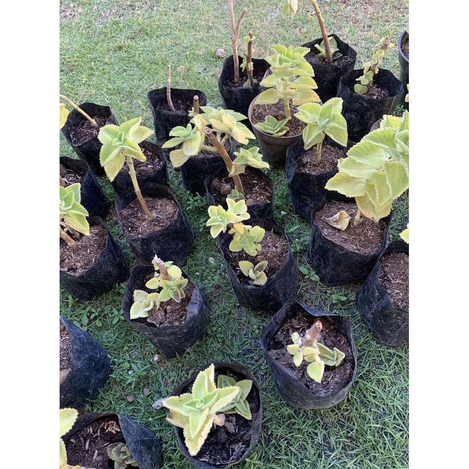 

Terlaris Bibit Mint India/ Daun Jintan