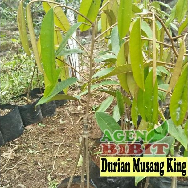 

Terlaris Bibit Durian Musangking Kaki 3 Tiga - Tanaman Pohon Duren Kaki 3 Tiga