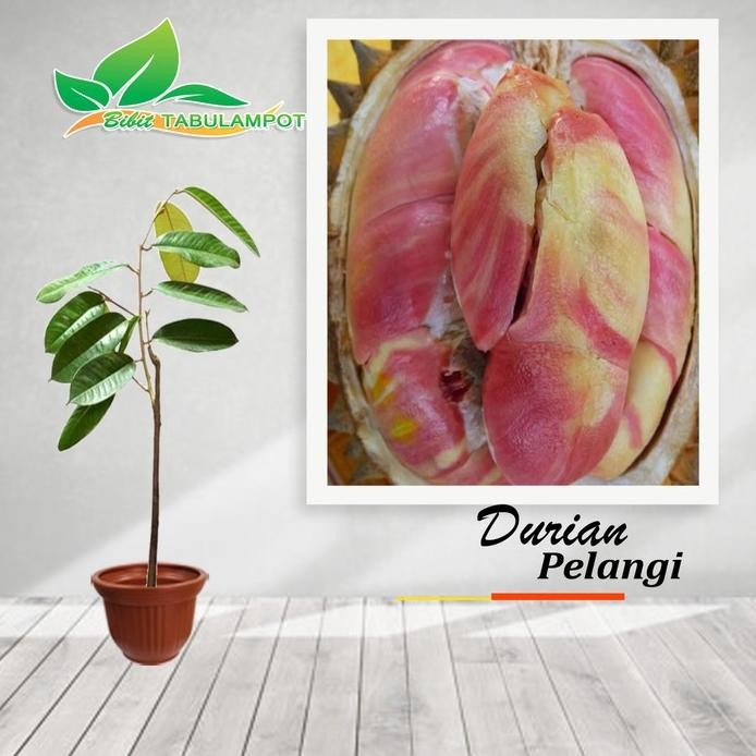 

Terlaris Bibit Tanaman Buah Durian Pelangi - Tinggi 60Cm Asli