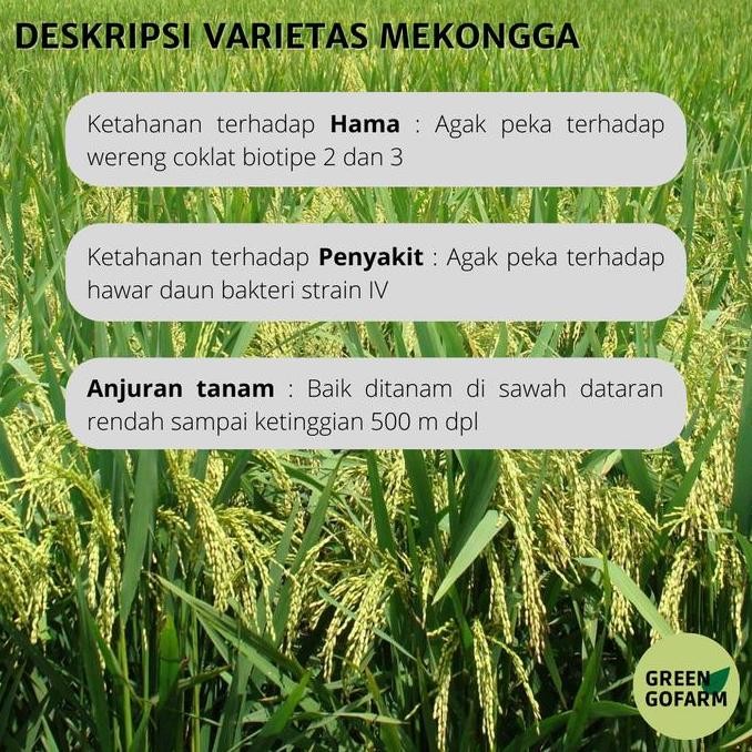 || BANANA / Benih Padi Varietas Mekongga Super Jumbo 5Kg ||~~~