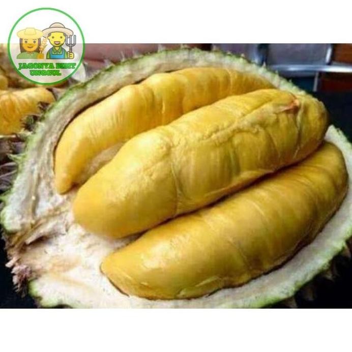 

Terlaris Bibit Durian Musang King Okulasi Cepat Berbuah