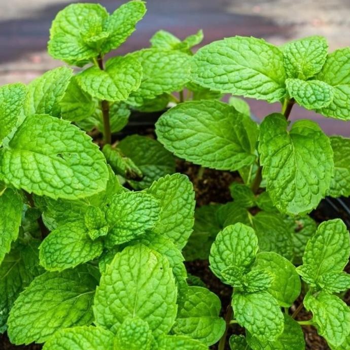 

Terlaris Sedang Promo Isi 4 Paket Bibit Tanaman Daun Mint (Siap Tanam)/Jenis