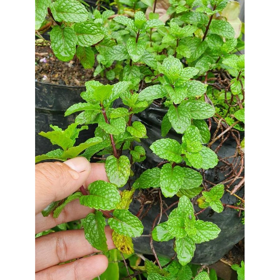 

Terlaris Bibit Daun Common Mint